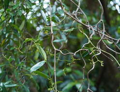 Image of Anodendron affine (Hook. & Arn.) Druce