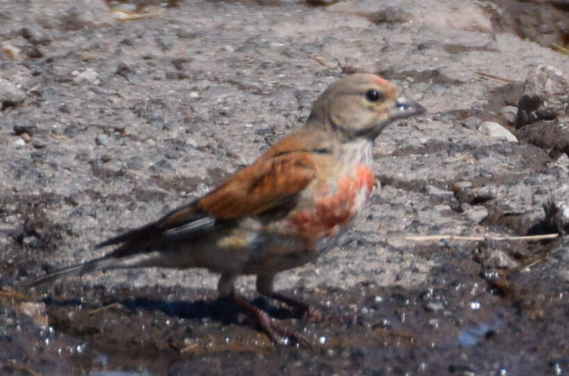 Image of Linnets