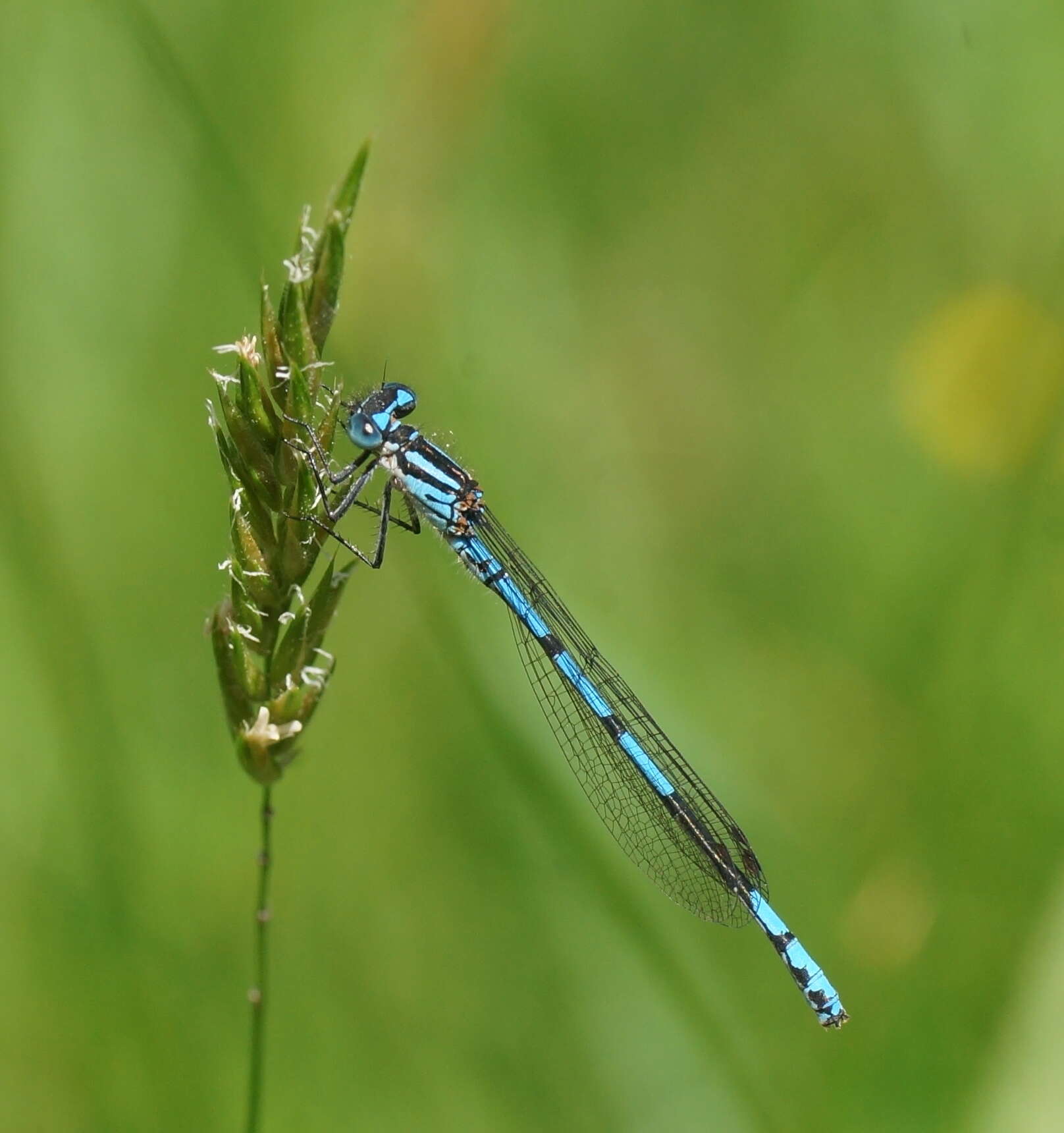 Image of Austrocoenagrion lyelli (Tillyard 1913)