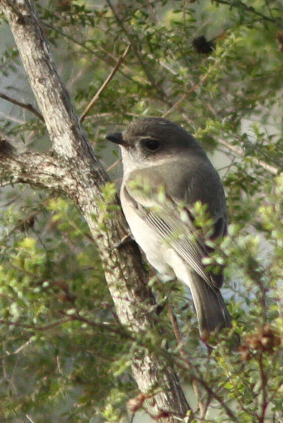 Image of Australian Golden Whistler