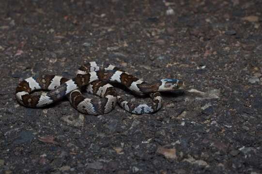 Image of Mexican Lyre Snake