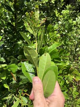 Image of Odorless Bayberry