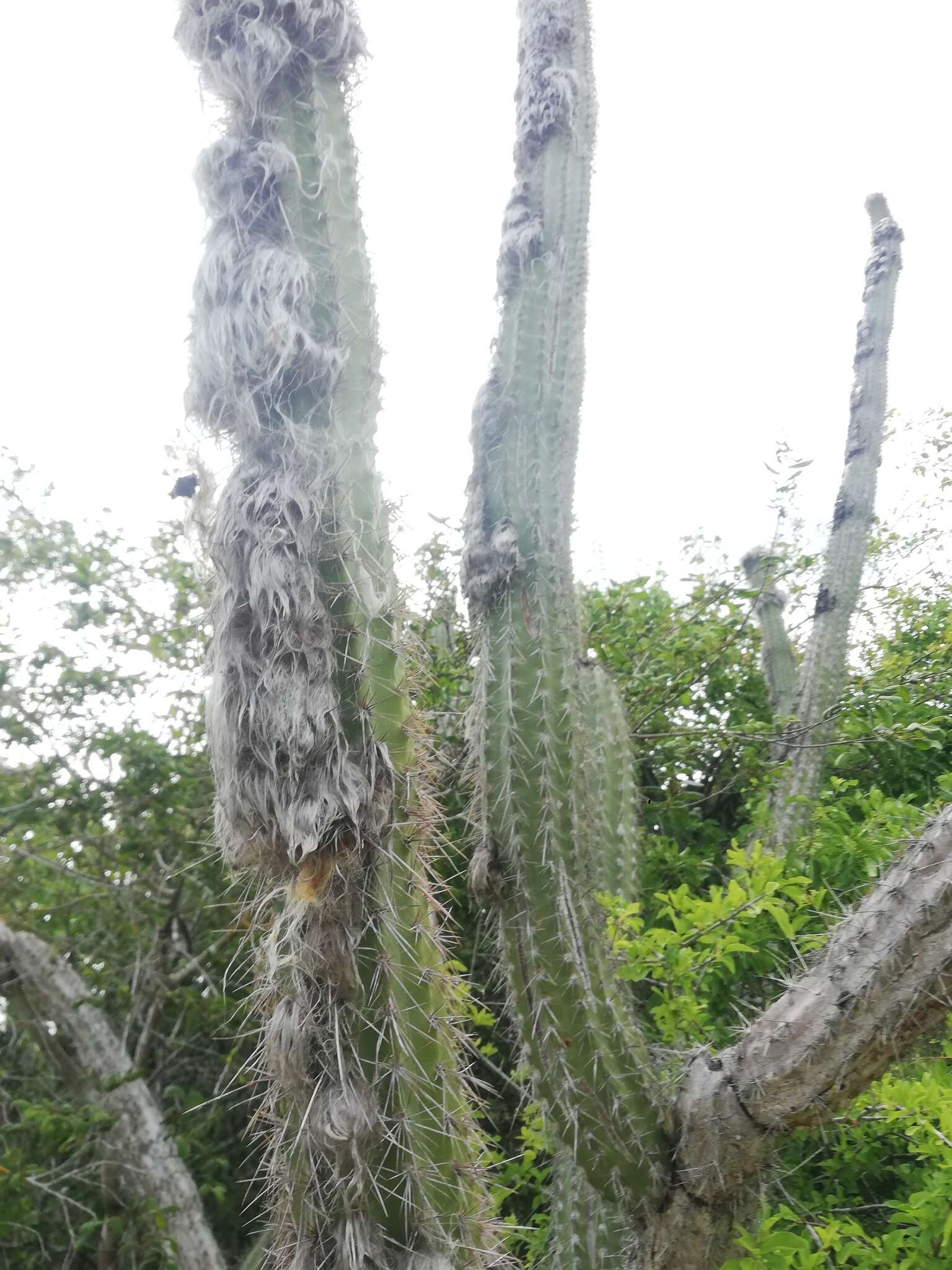 Image of Pilosocereus collinsii (Britton & Rose) Byles & G. D. Rowley