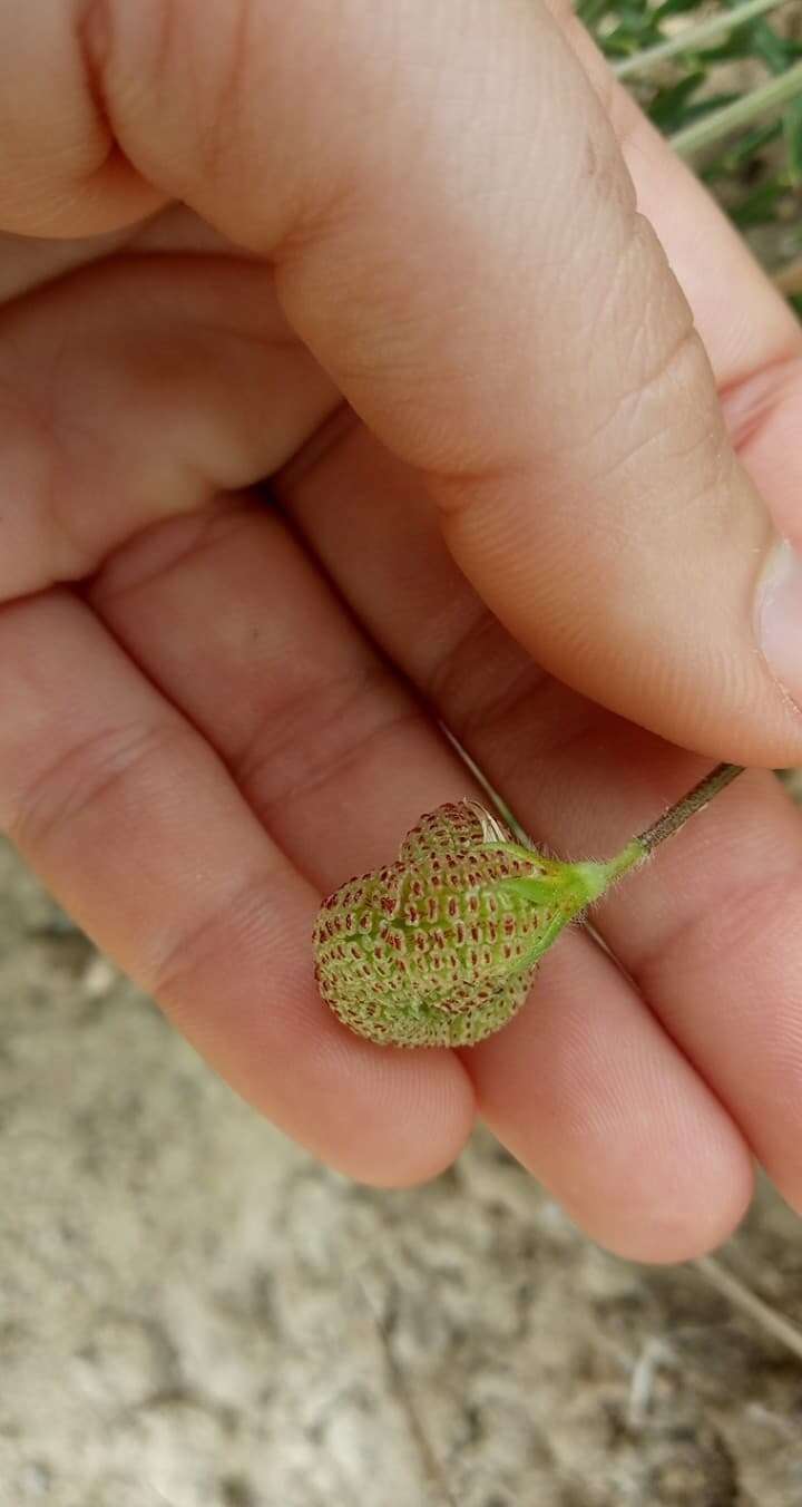 Plancia ëd Scorpiurus vermiculatus L.