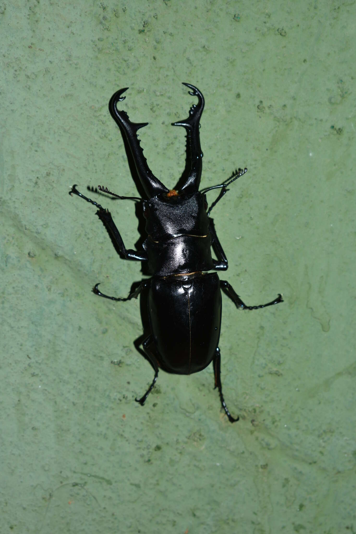 Image of Giraffe stag beetle