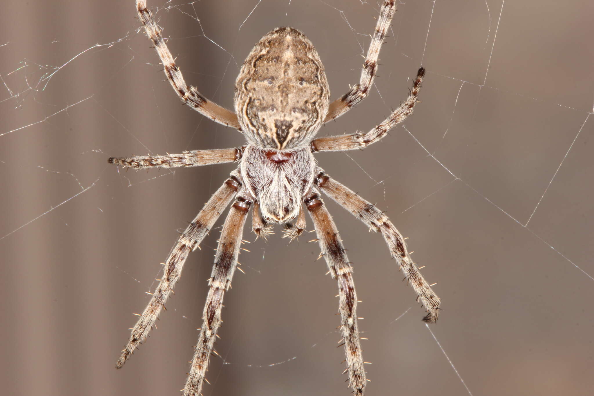 Image of Larinioides patagiatus (Clerck 1757)