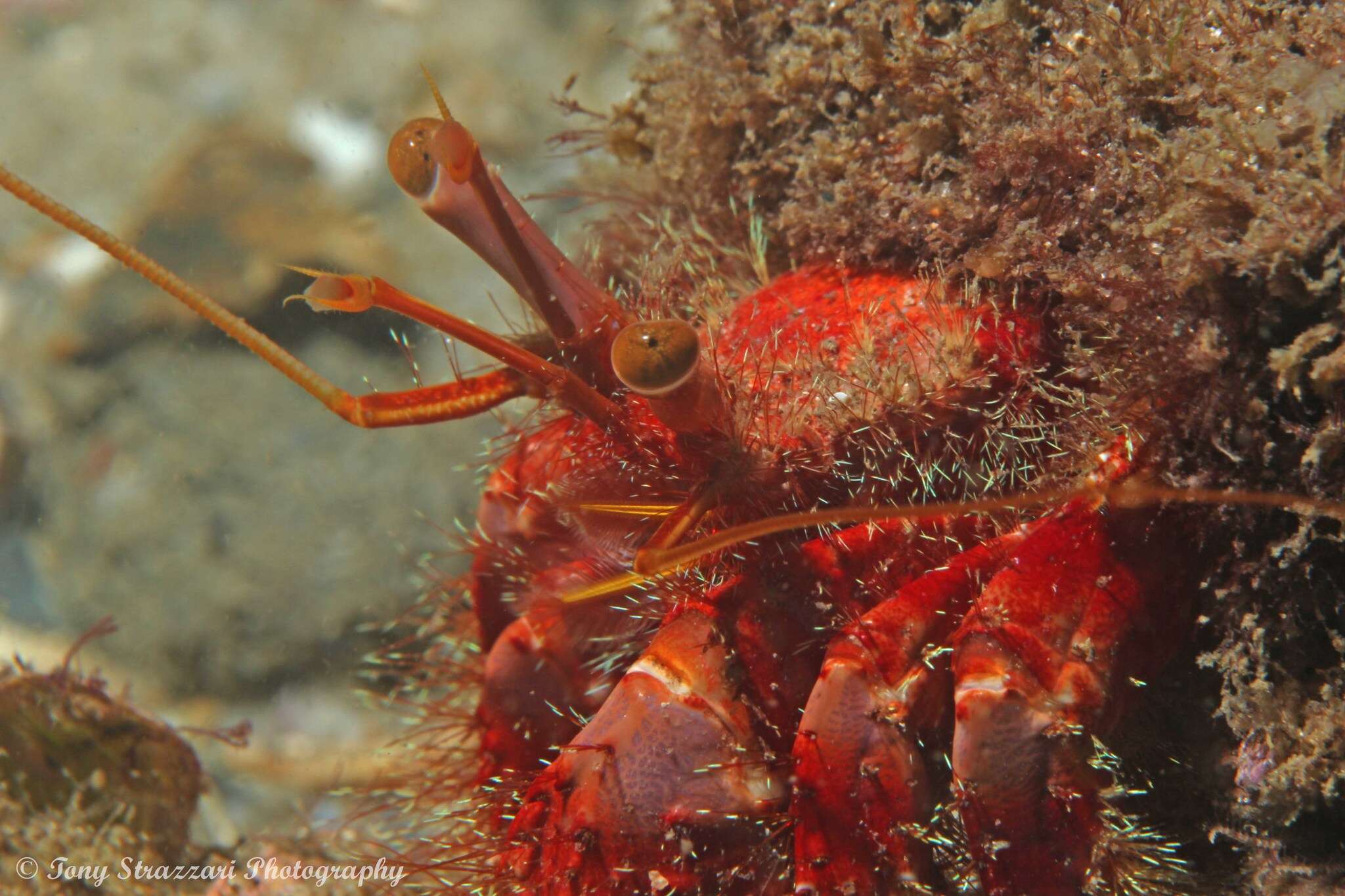 Image of Mauve Eyed Hermit Crab