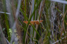 Image of Epiphryne charidema autocharis