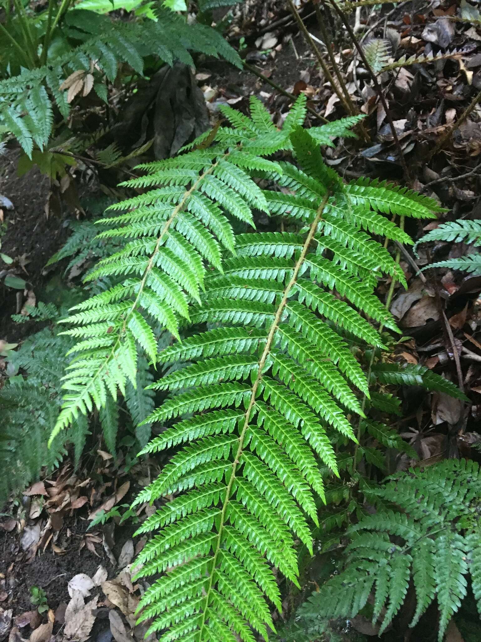 Image de Polystichum polyblepharum (Roem. ex Kunze) C. Presl