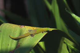 Image of gold dust day gecko