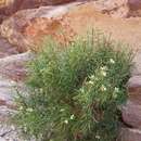 Image of Daphne mucronata subsp. linearifolia (Hart) J. J. Halda