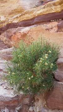 Daphne mucronata Royle resmi