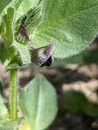 Image of Vicia johannis Tamamsch.