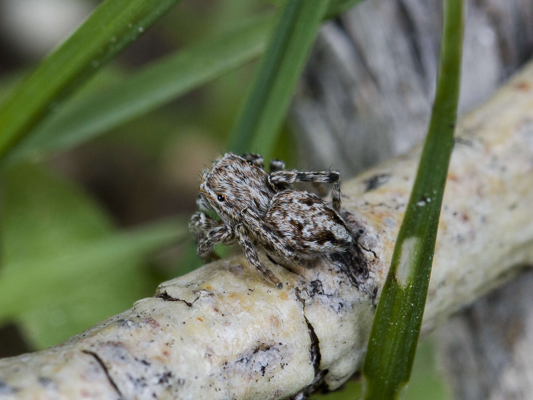 Image of Attulus nenilini (Logunov & Wesolowska 1993)