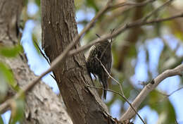 Cormobates leucophaea grisescens (Mathews 1912)的圖片