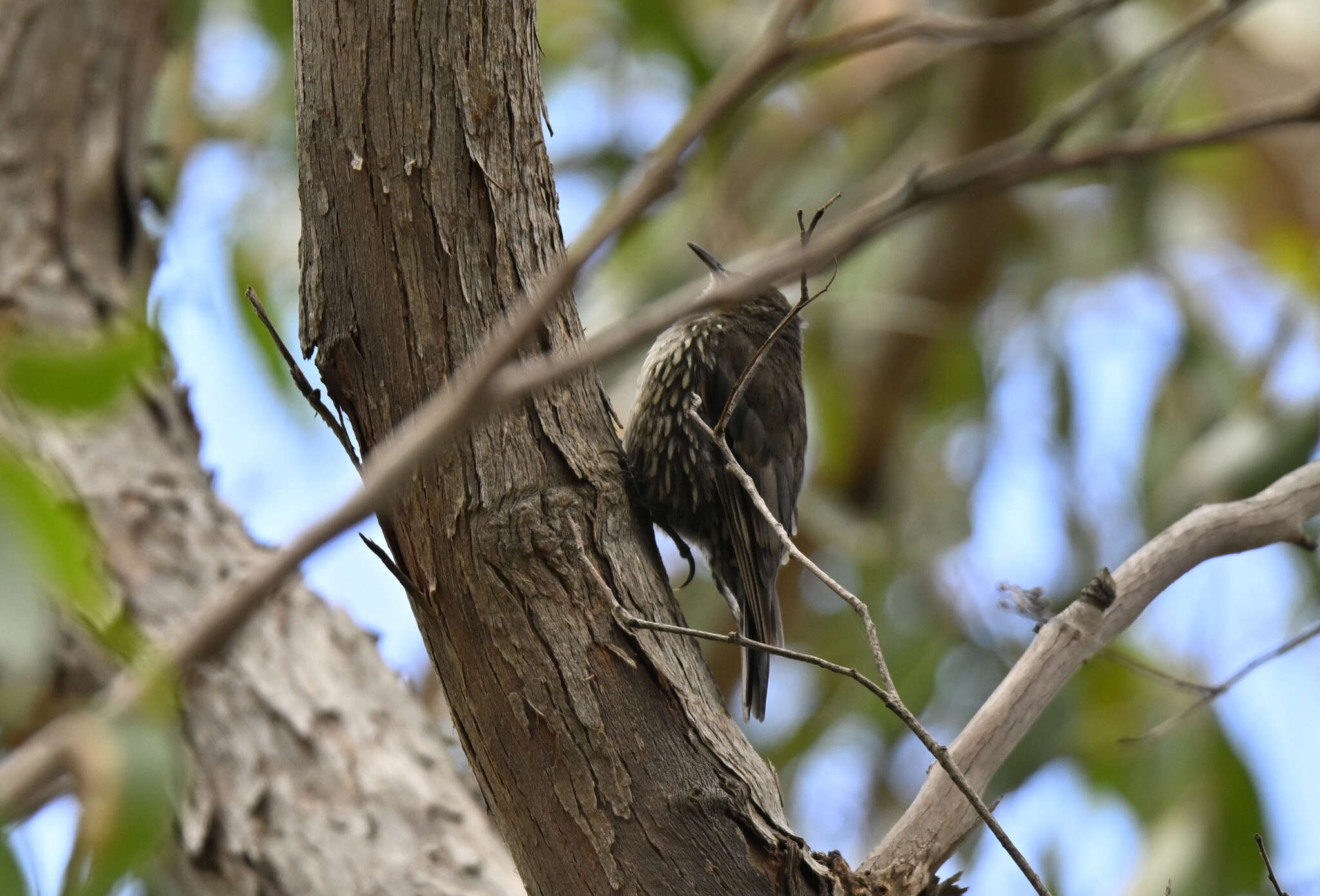 Plancia ëd Cormobates leucophaea grisescens (Mathews 1912)