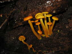 Image of Tricholomopsis aurea (Beeli) Desjardin & B. A. Perry 2017