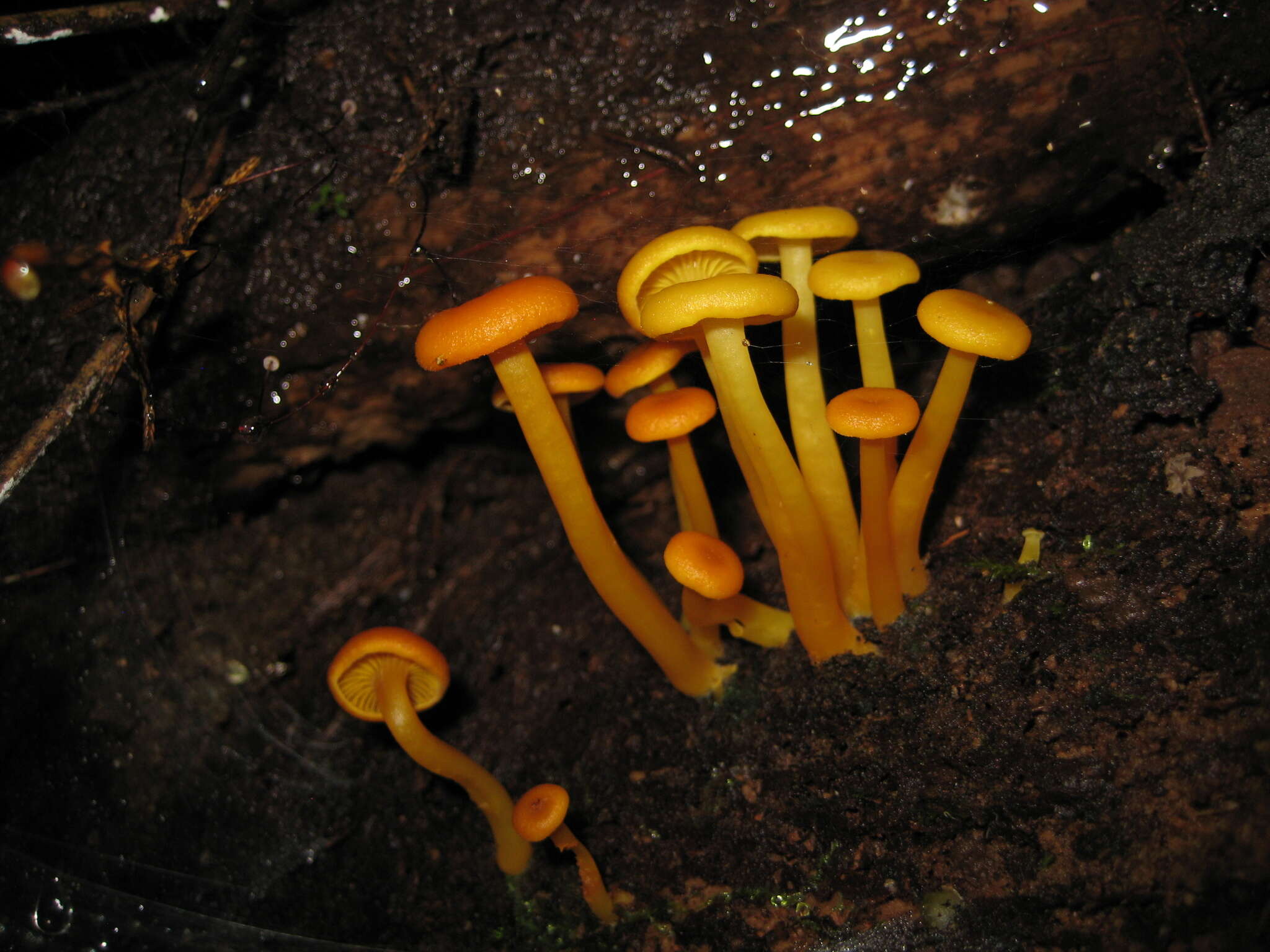 Image of Tricholomopsis aurea (Beeli) Desjardin & B. A. Perry 2017