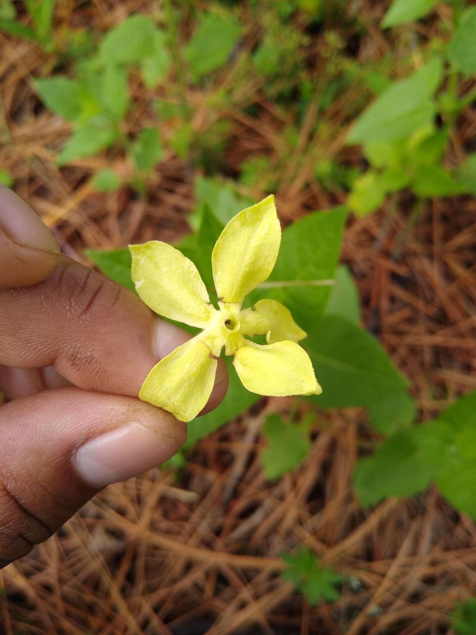 Image of Trans-Pecos stinkleaf