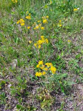 Crepis crocea (Lam.) Babc. resmi