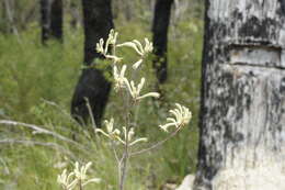 Image of Anigozanthos flavidus Redouté