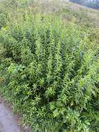 Sivun Solidago lancifolia (Torr. & A. Gray) Chapman kuva