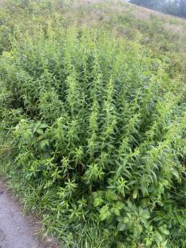 Image of lance-leaf goldenrod