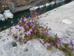 Image of Cymbalaria muralis subsp. muralis