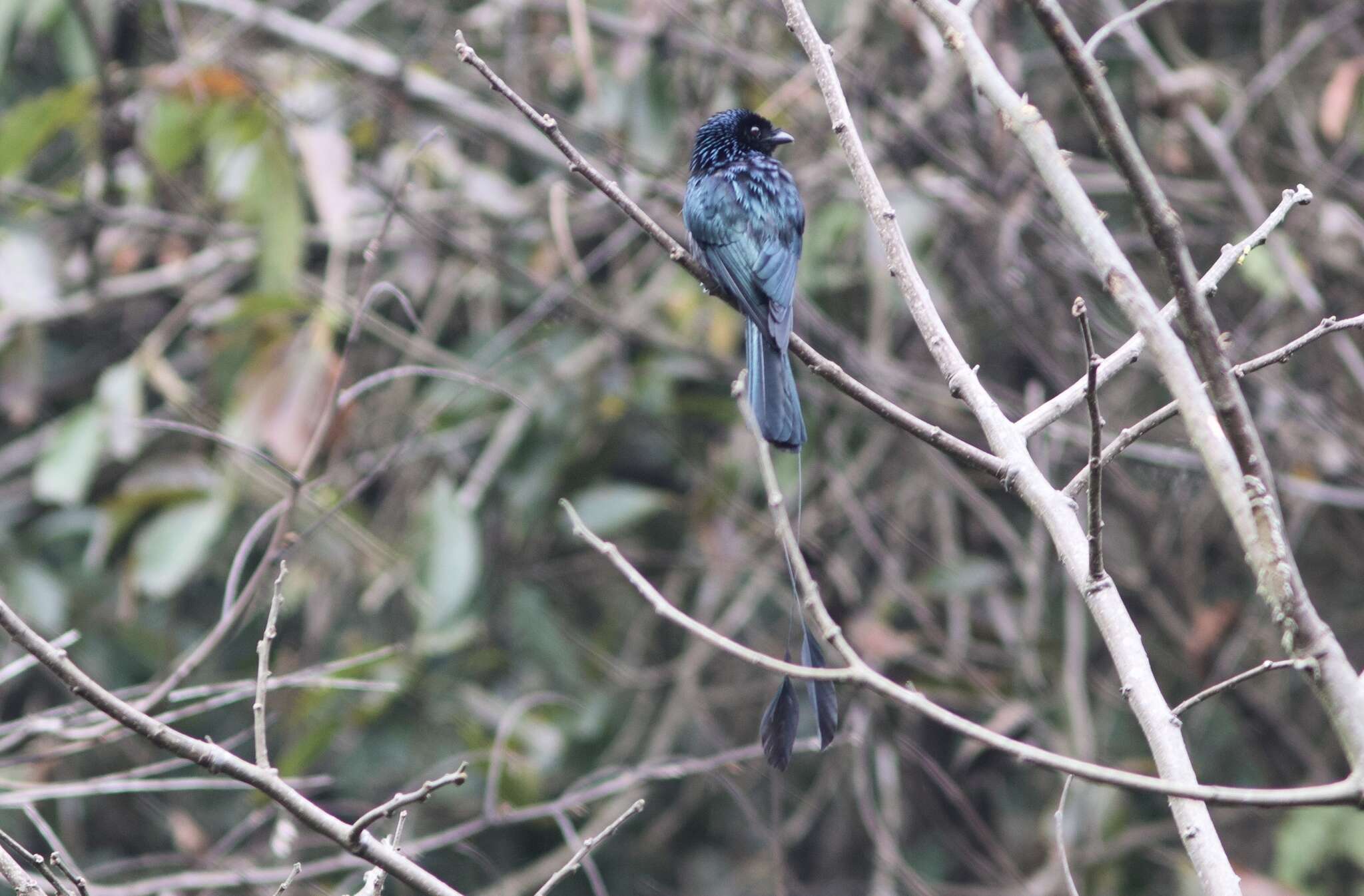 Image of Lesser Racket-tailed Drongo