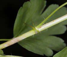 Image of Ribes inerme var. inerme