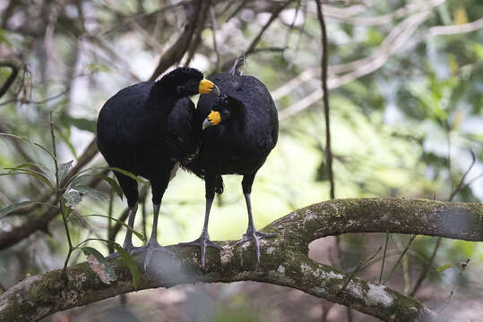 Image of Black Curassow