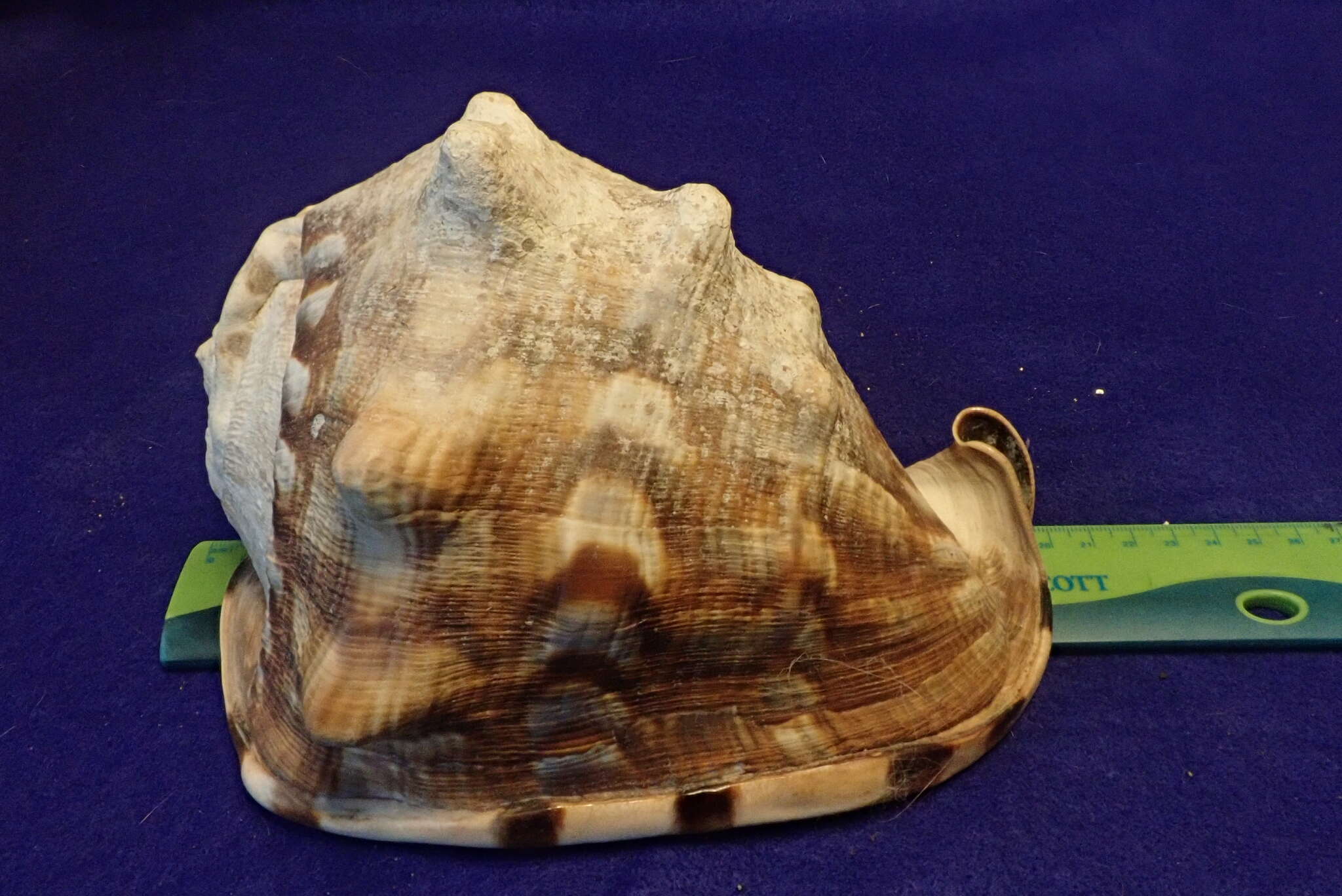 Image of Caribbean helmet
