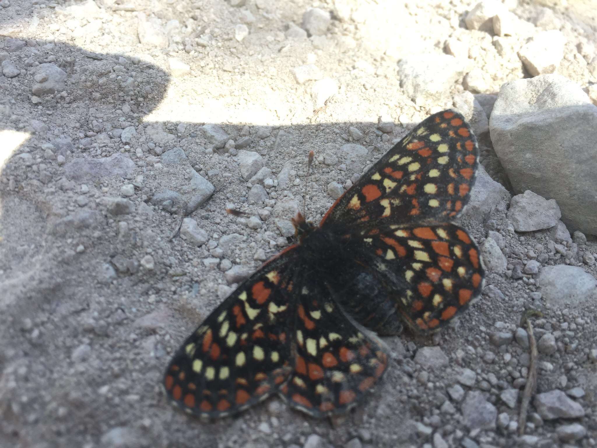 Image de Euphydryas editha (Boisduval 1852)