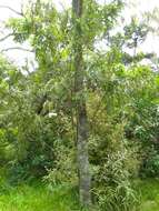 Image of Sophora chathamica Cockayne