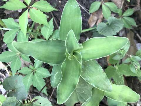 Image of Trans-Pecos spiderwort