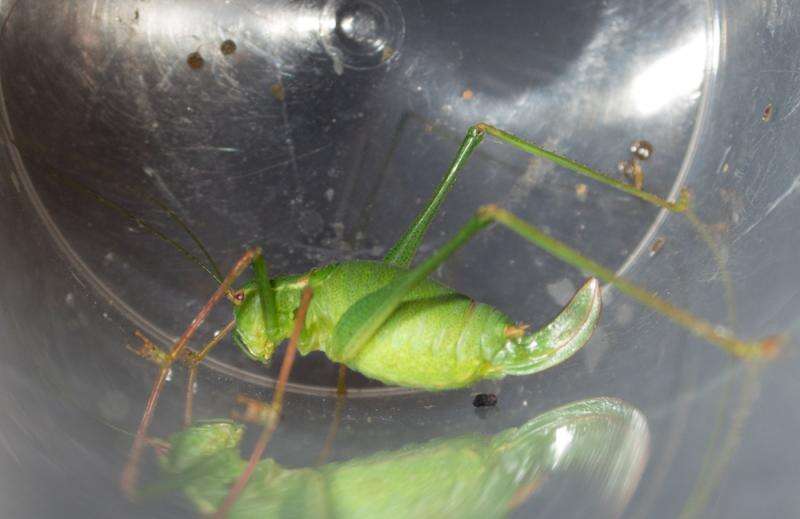 Image of speckled bush-cricket