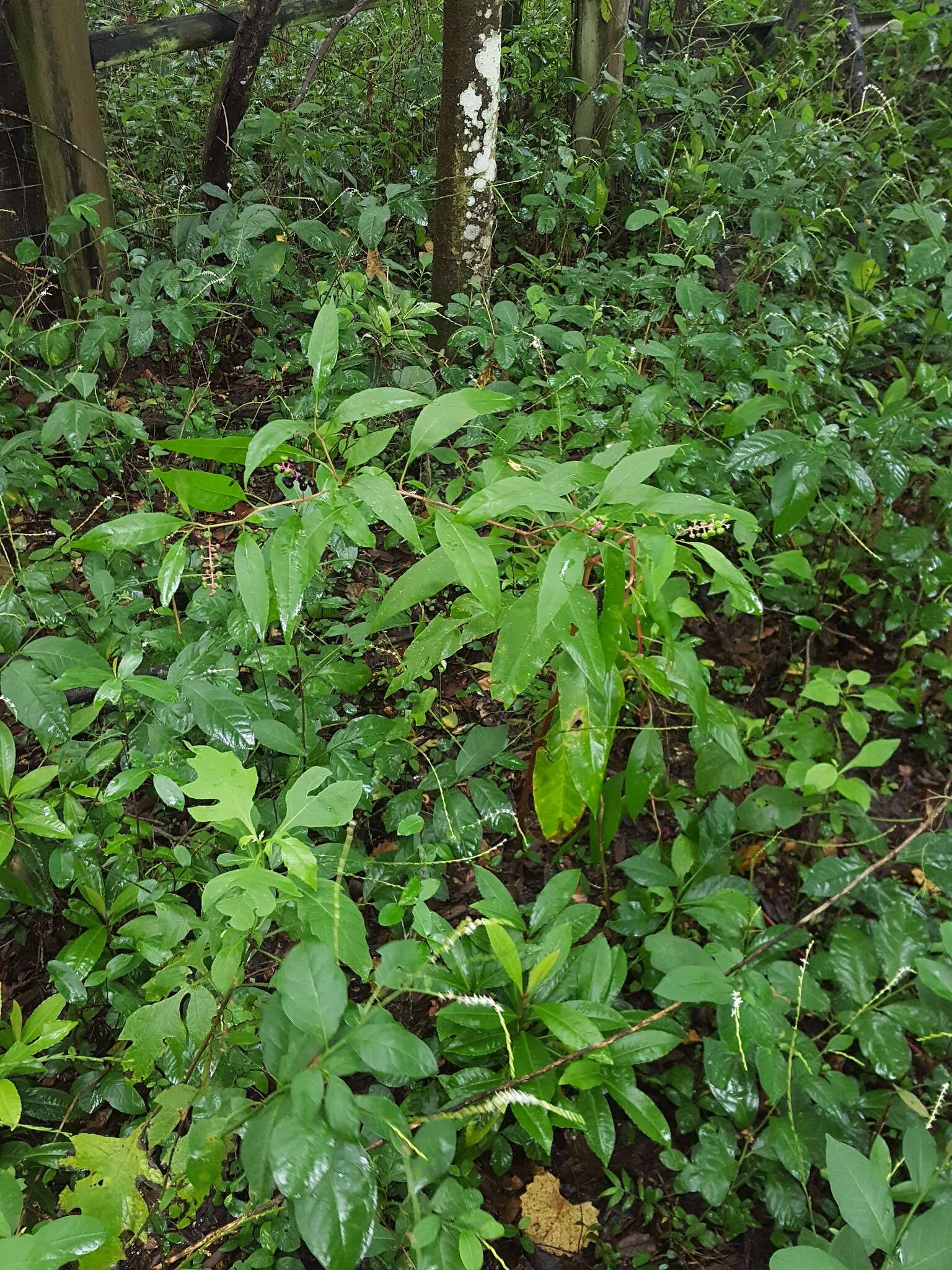 Image of American pokeweed