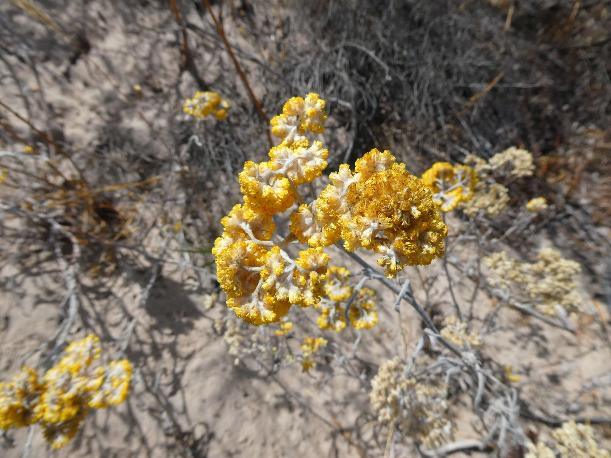 Image of Helichrysum moeserianum Thell.