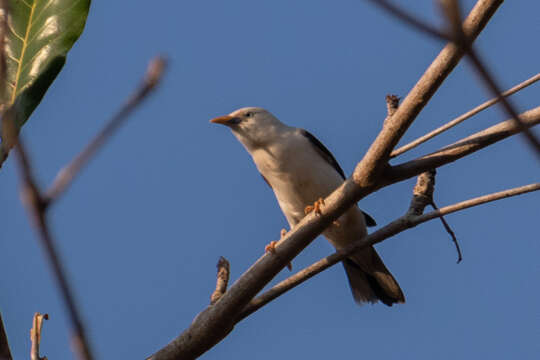 Image of White-headed Starling