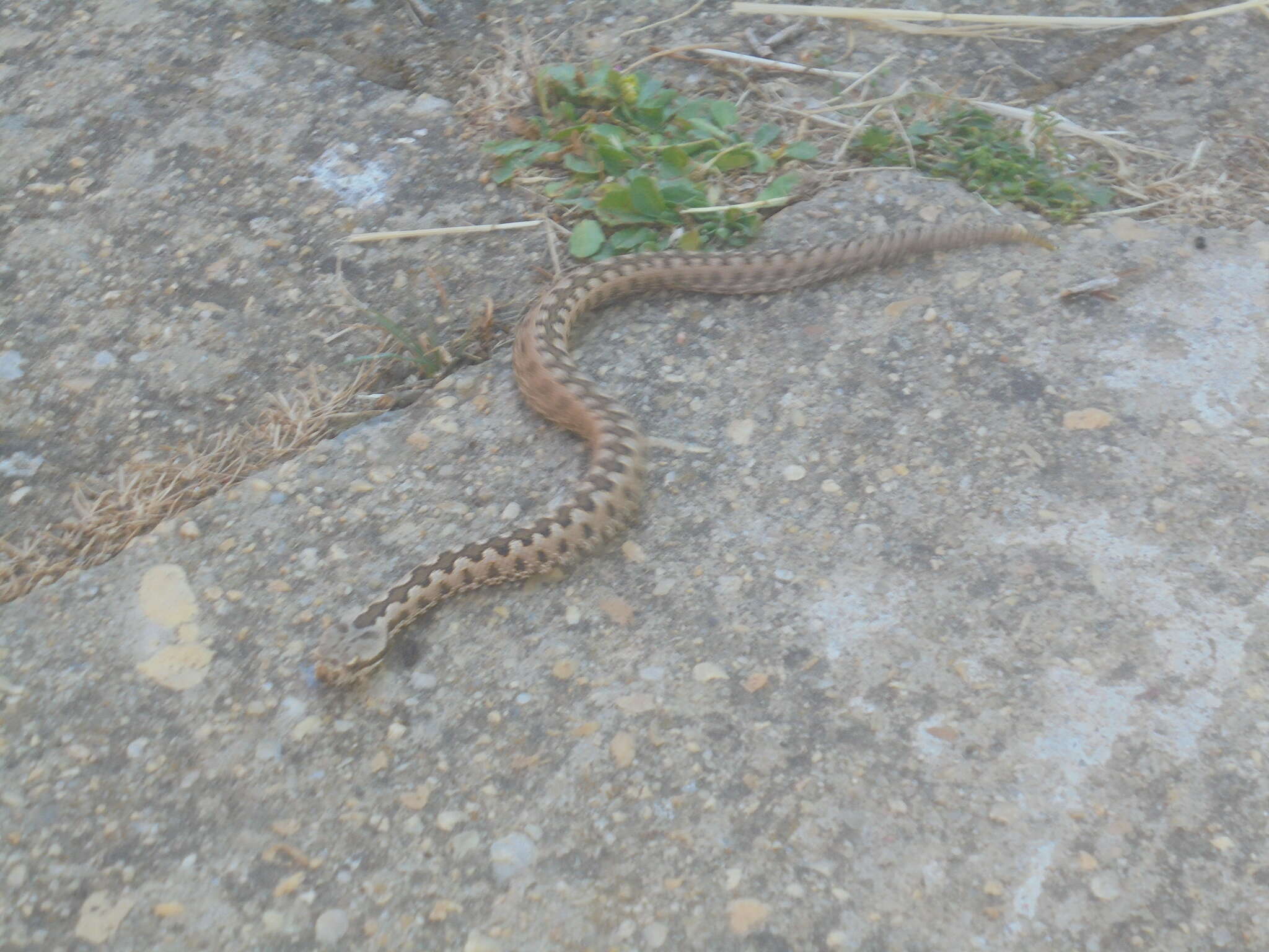 Image of Vipera latastei latastei Bosca 1878