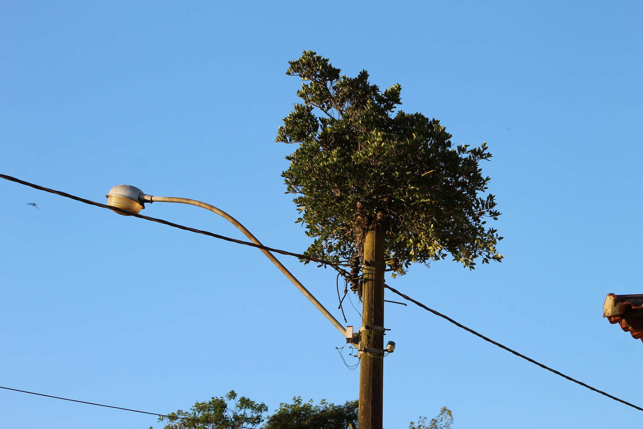 Image of Ficus luschnathiana (Miq.) Miq.