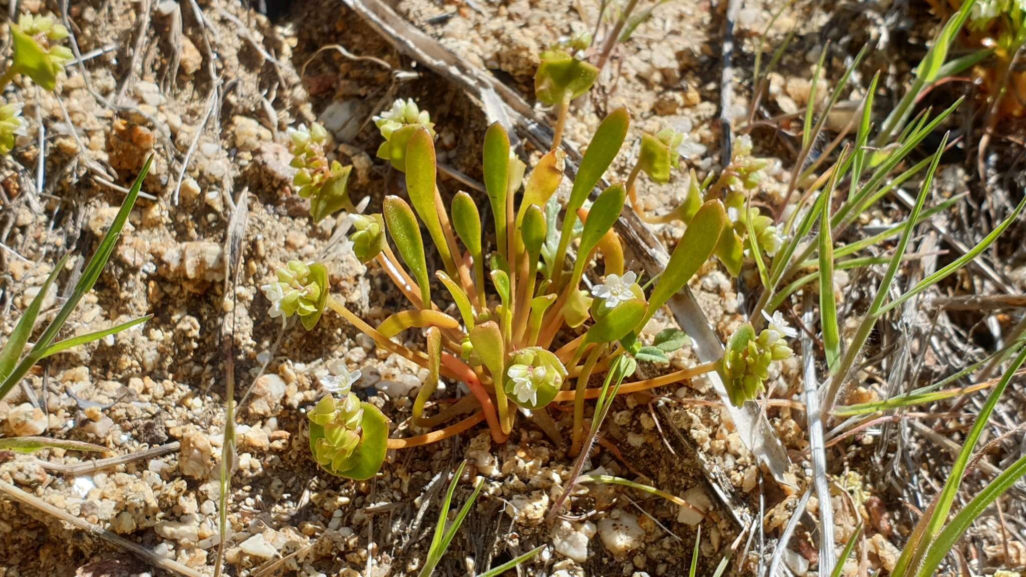 Image de Claytonia parviflora subsp. utahensis (Rydberg) John M. Miller & K. L. Chambers