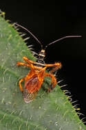 Image of Agriocoris flavipes (Fabricius 1803)