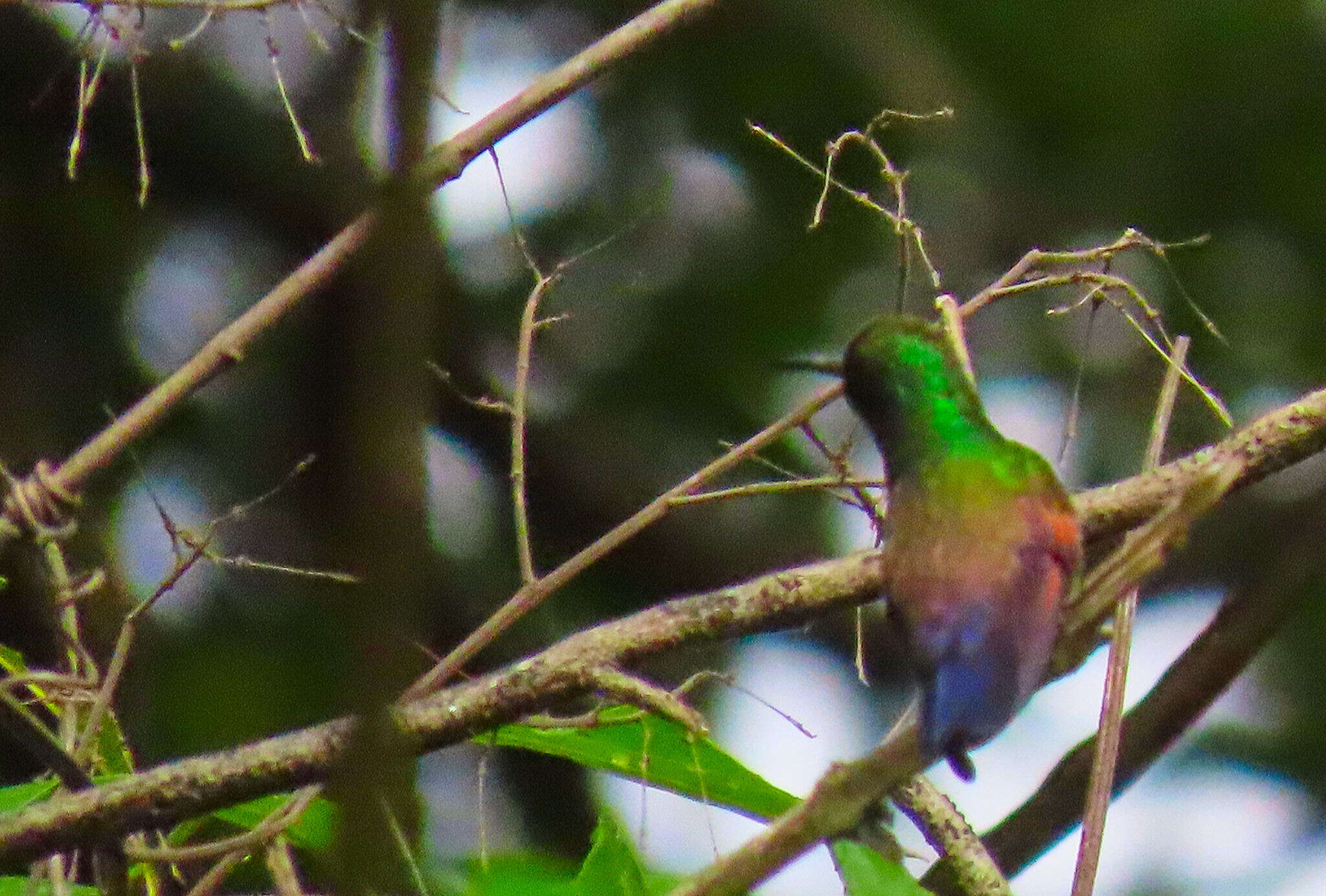 Image of Blue-tailed Hummingbird