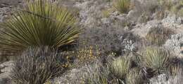 Agave striata subsp. striata resmi