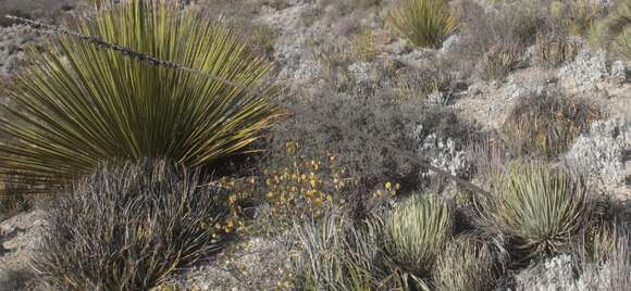 صورة Agave striata subsp. striata