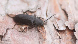 Image of Black Spruce Borer