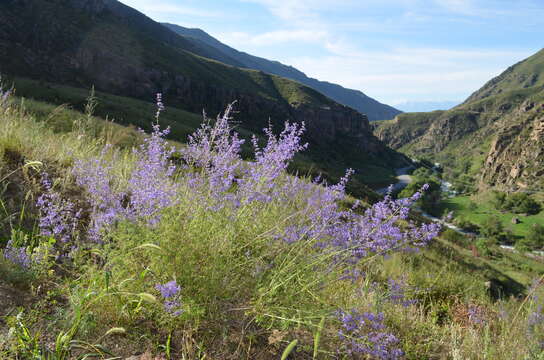 Image of <i>Salvia abrotanoides</i>