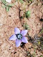 Image of Wahlenbergia capensis (L.) A. DC.