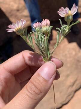 Image of annual Townsend daisy